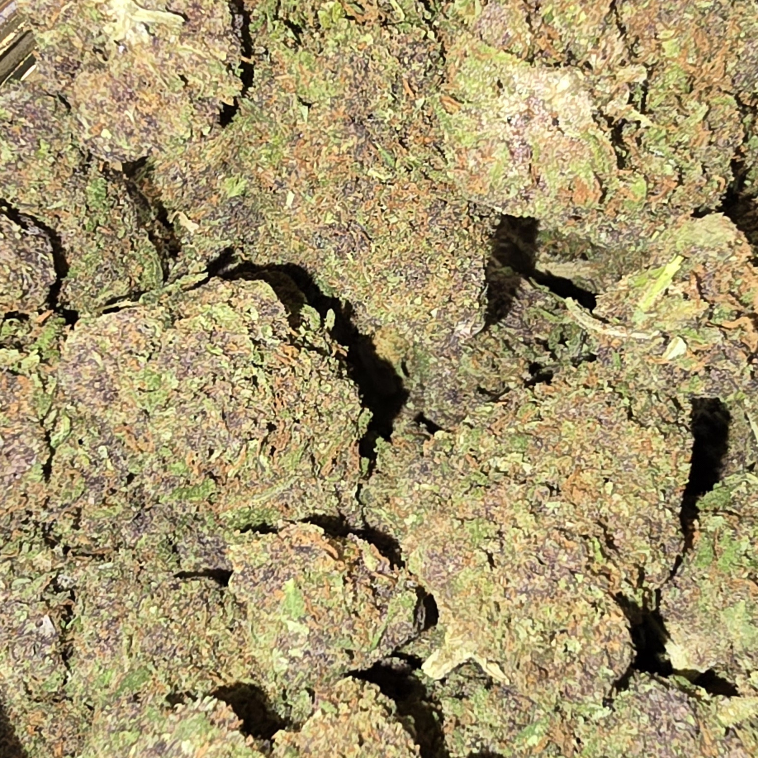 Fleur CBD Saphyr Kush