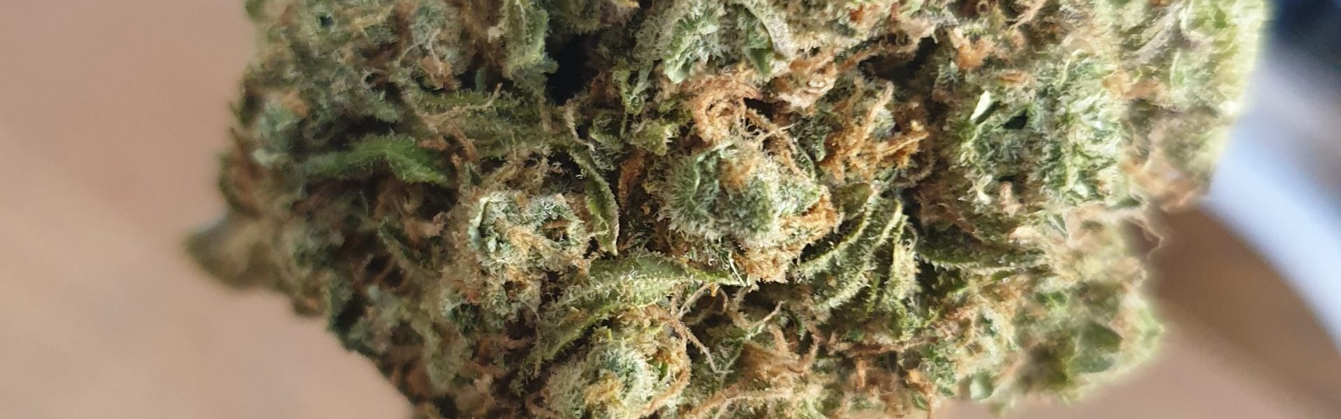 White widow 1