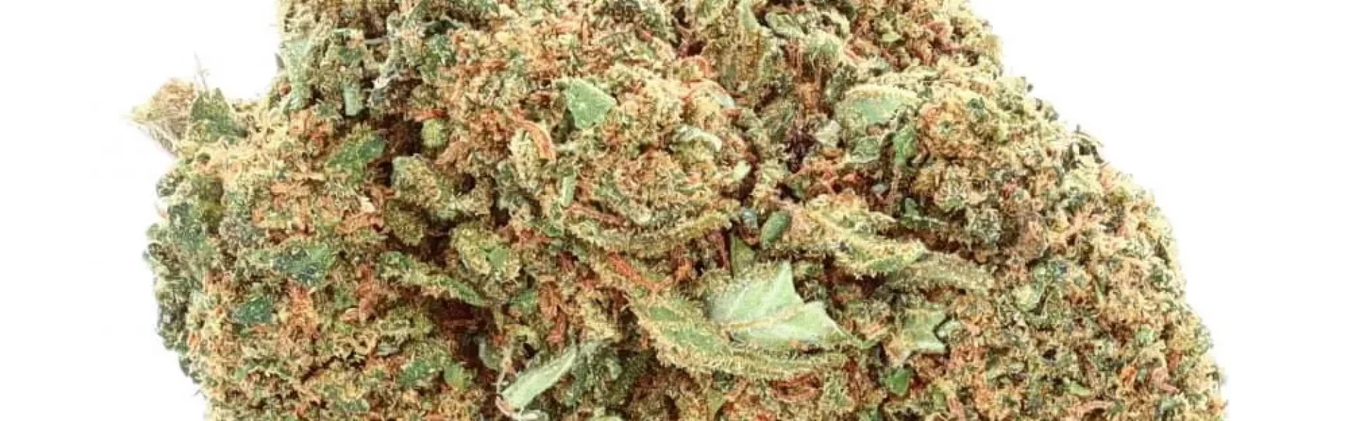 amnesia fleurs de cbd indoor