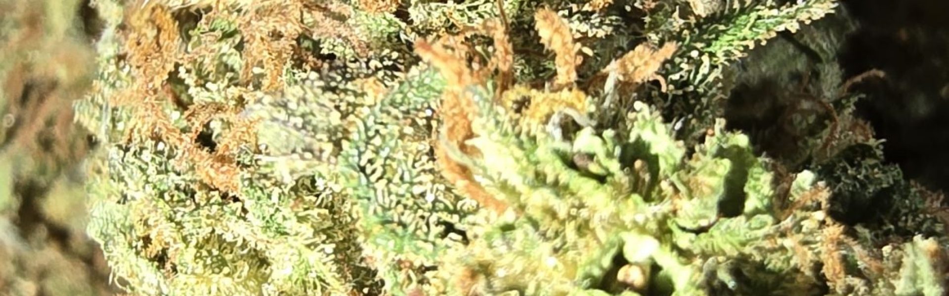 gariguette 1
